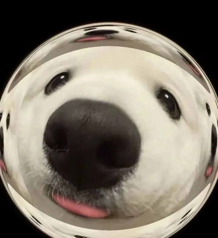 宠物狗图片_宠物图片照片