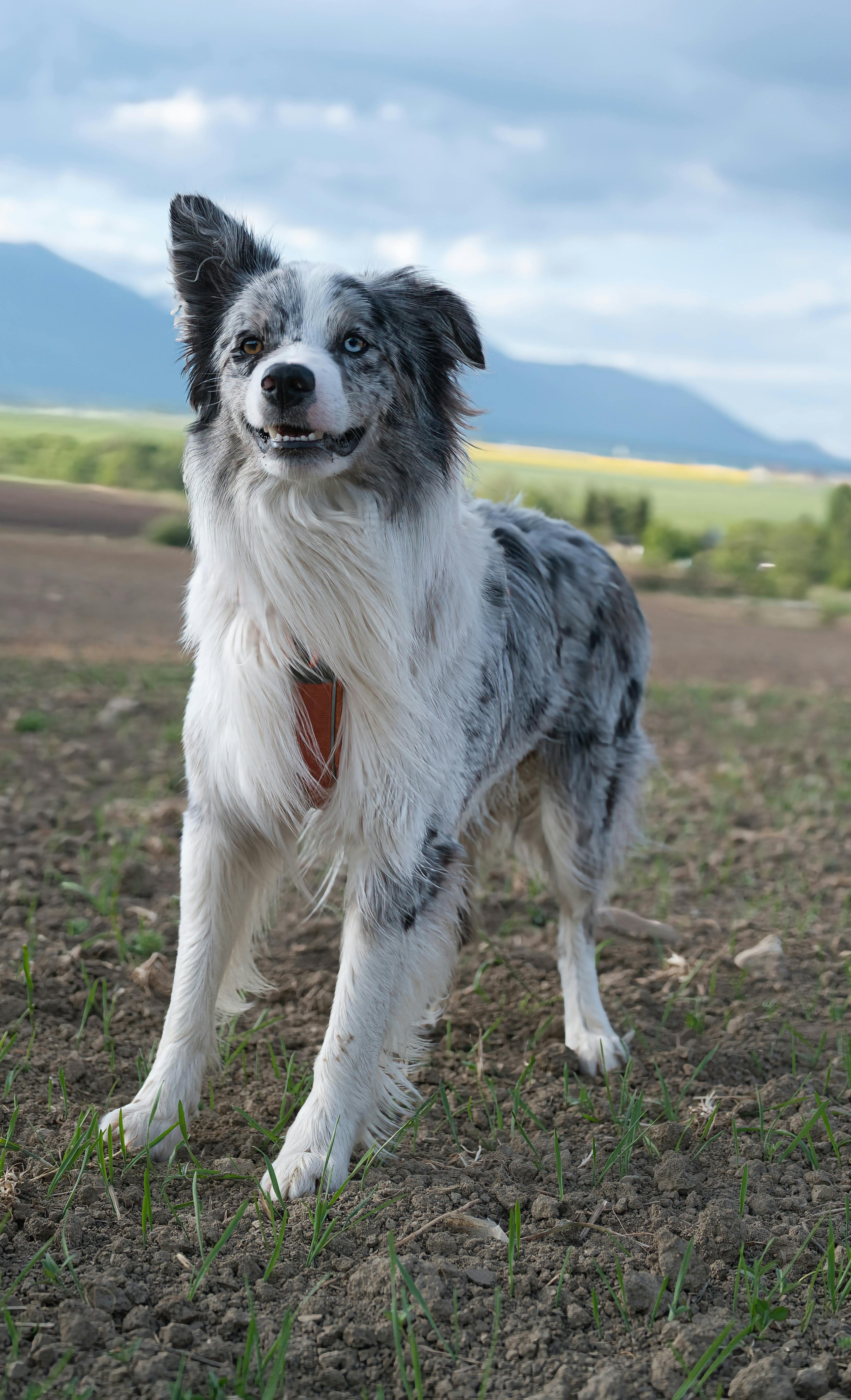 美景图片美景图_斯洛伐克风景秀丽的边境牧羊犬