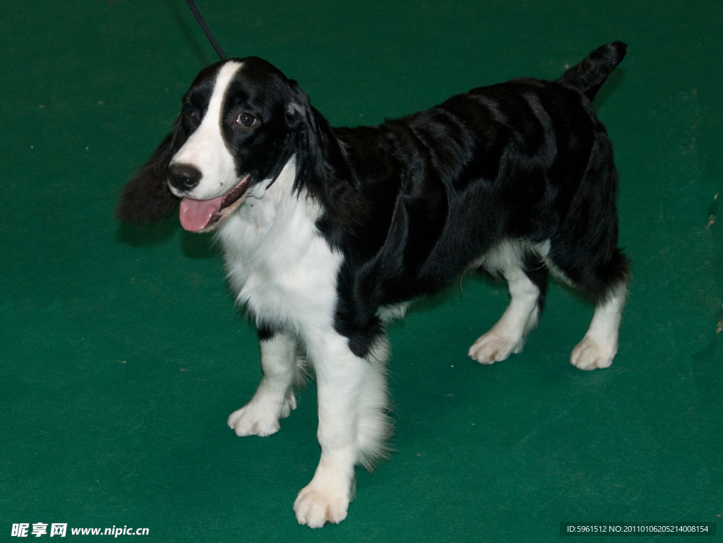 宠物小精灵图鉴马尔济斯犬_宠物图片头像