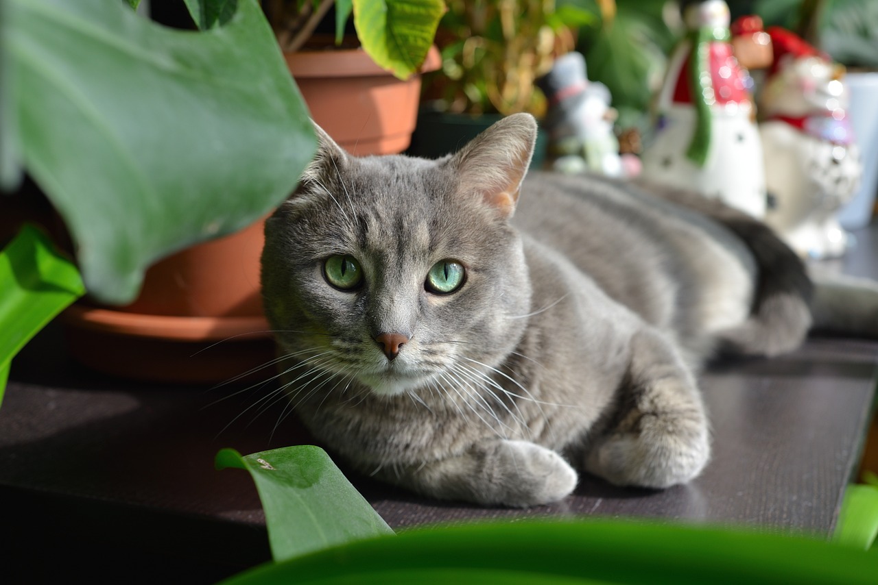 宠物猫Tumblr_宠物图片头像