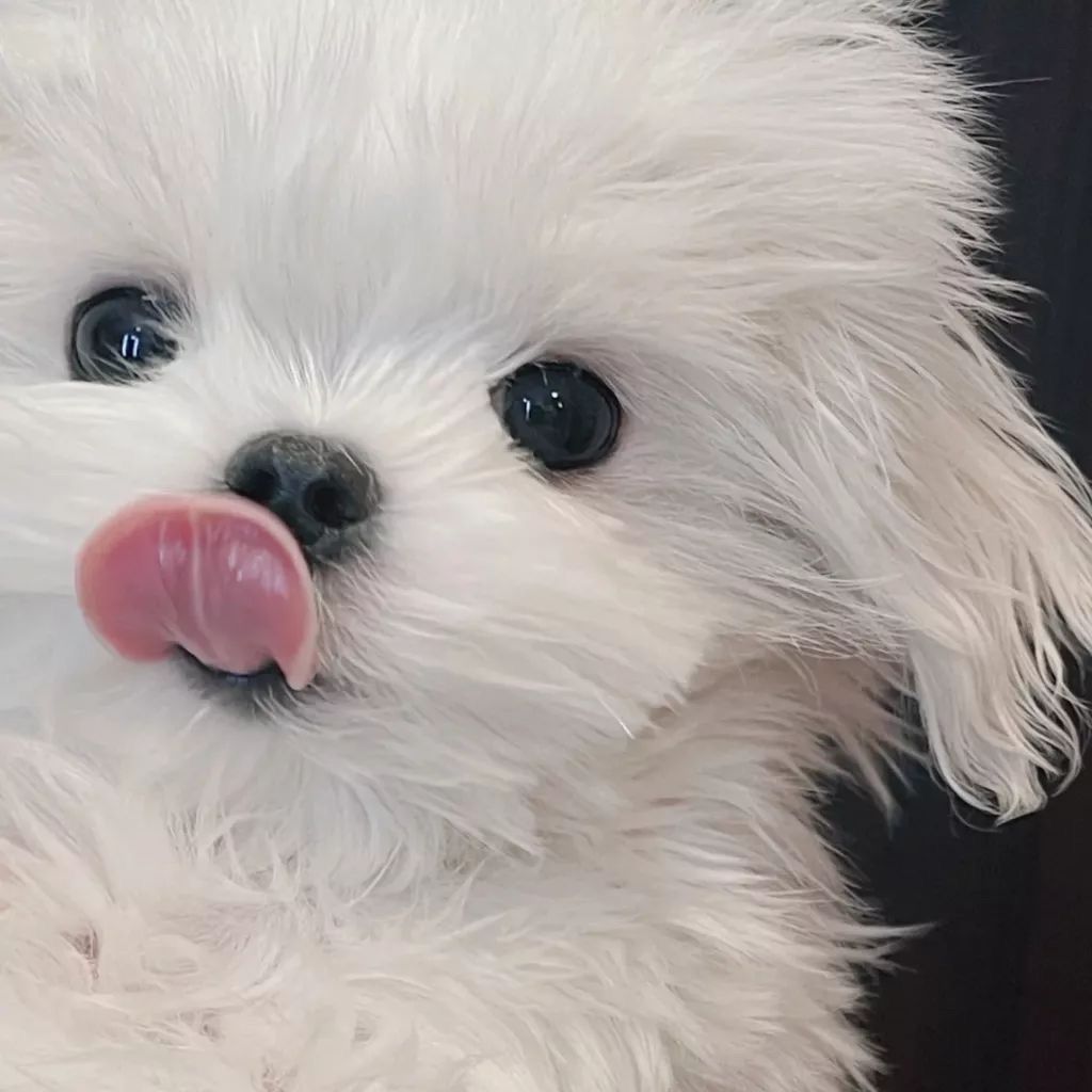 宠物照片Puppy_宠物图片蛇