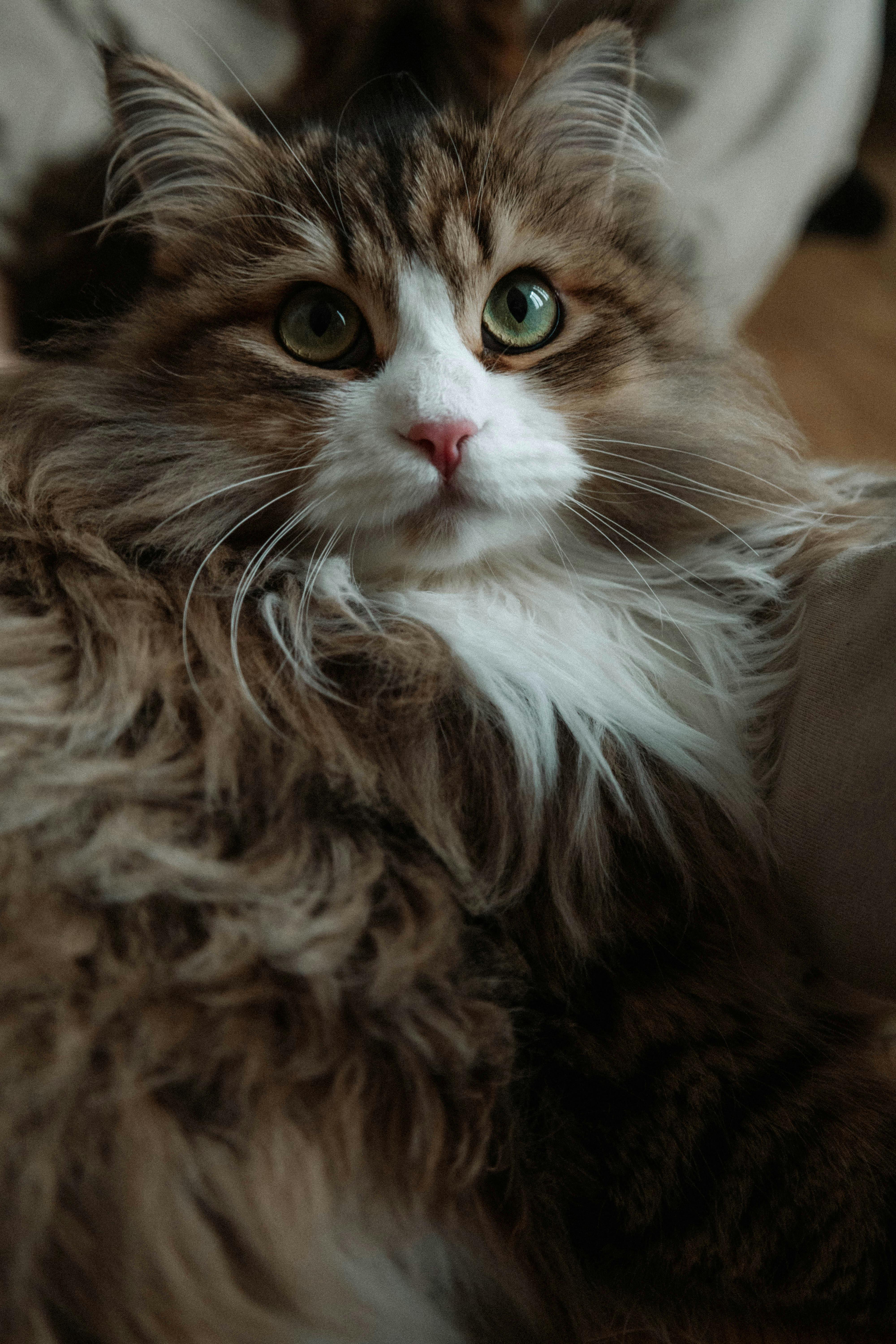 美景图片Beijing_毛茸茸的西伯利亚猫，绿眼睛特写