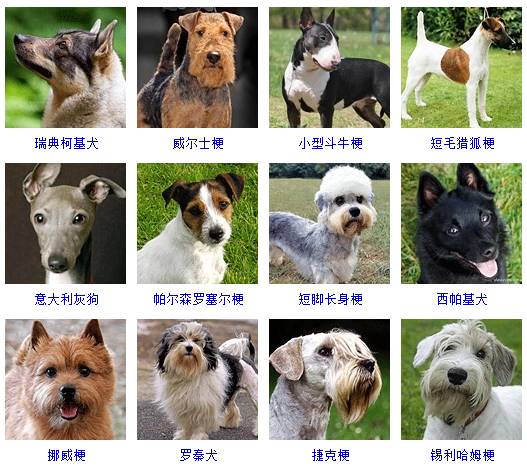 宠物小精灵图鉴兔子_宠物图片猫