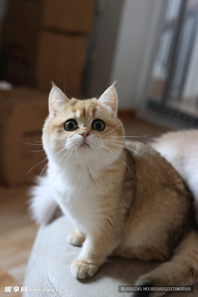 宠物猫马尔济斯犬_宠物图片小精灵图鉴