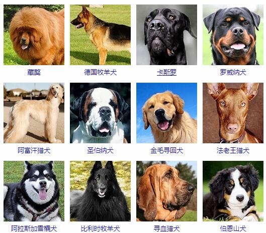 宠物猫Cat_宠物图片小精灵图鉴