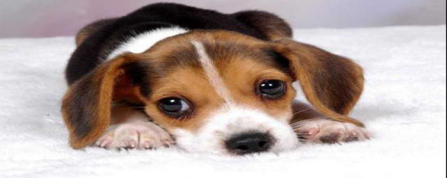 宠物狗狗图片品种大全Puppies_宠物图片图片