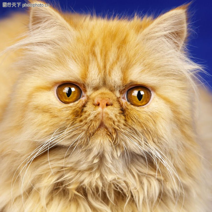 宠物小精灵Cat_宠物图片照片