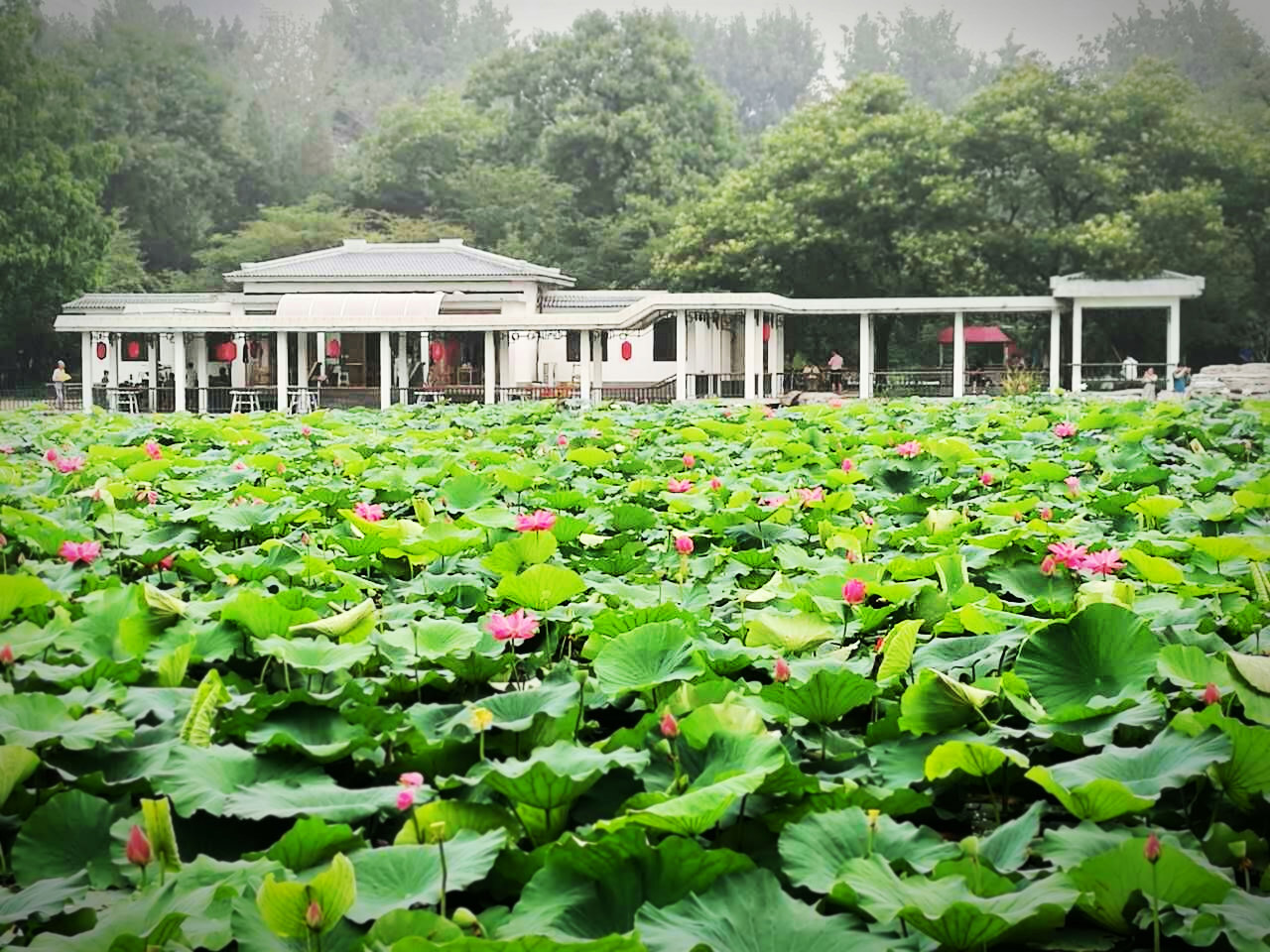 美景图片可保存相册童话般的郊野图片壁纸壁纸,The_美景图片高清大图图片真实照片