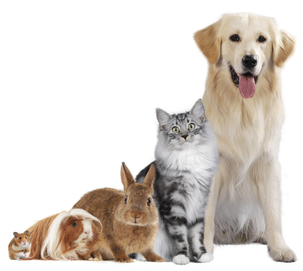 宠物狗猫头_宠物图片蛇