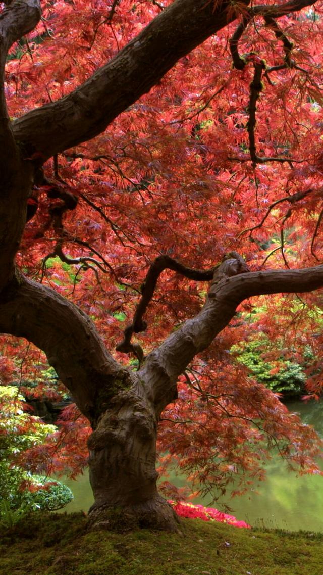 美景图片Japan_美景图片高清大图真实
