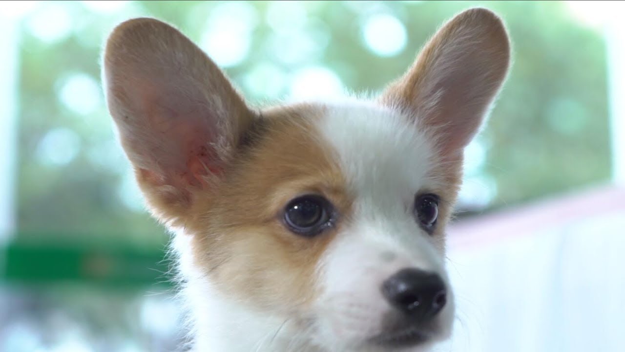 宠物照片Perros_宠物图片头像