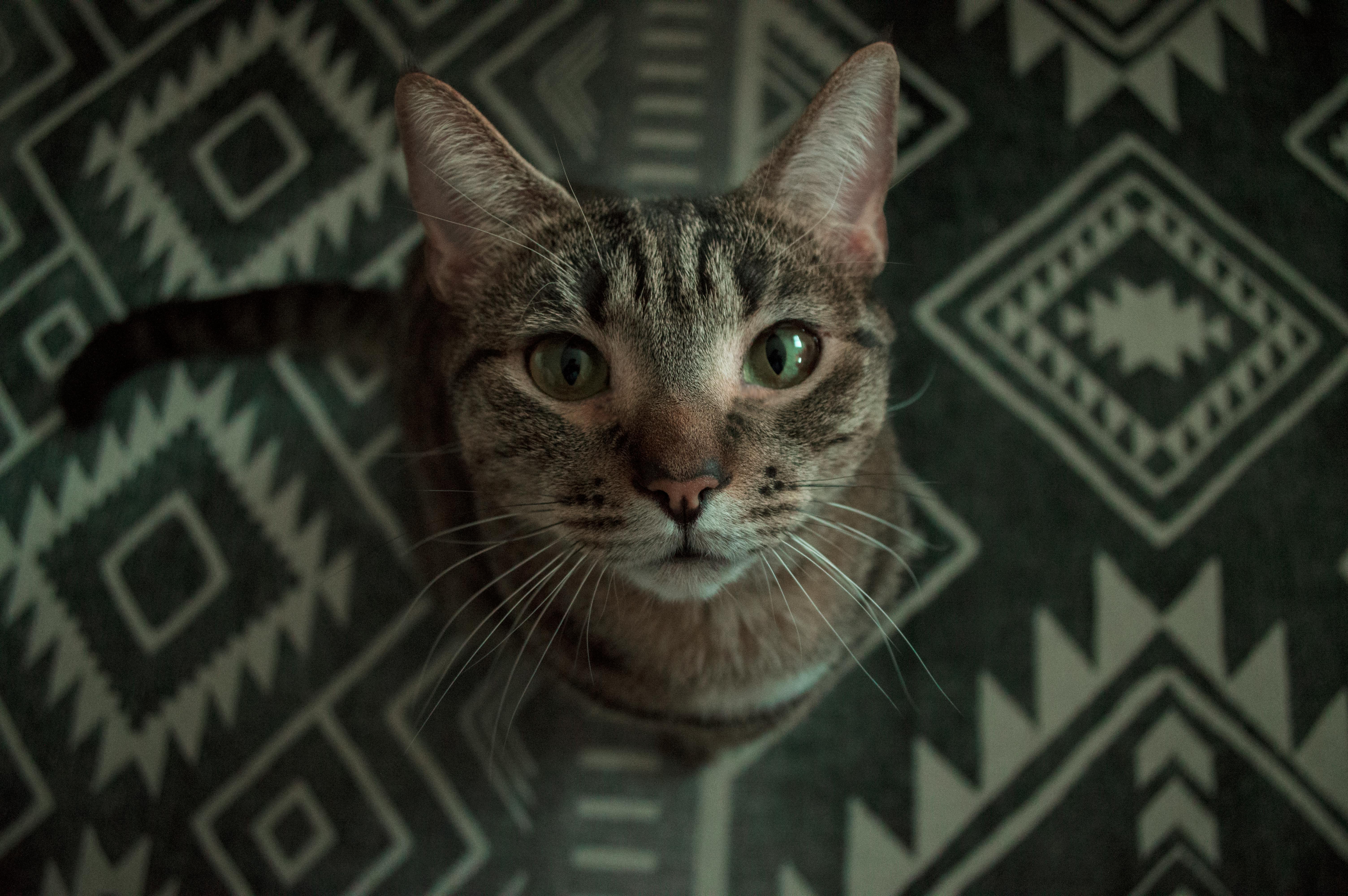宠物猫养_宠物图片头像