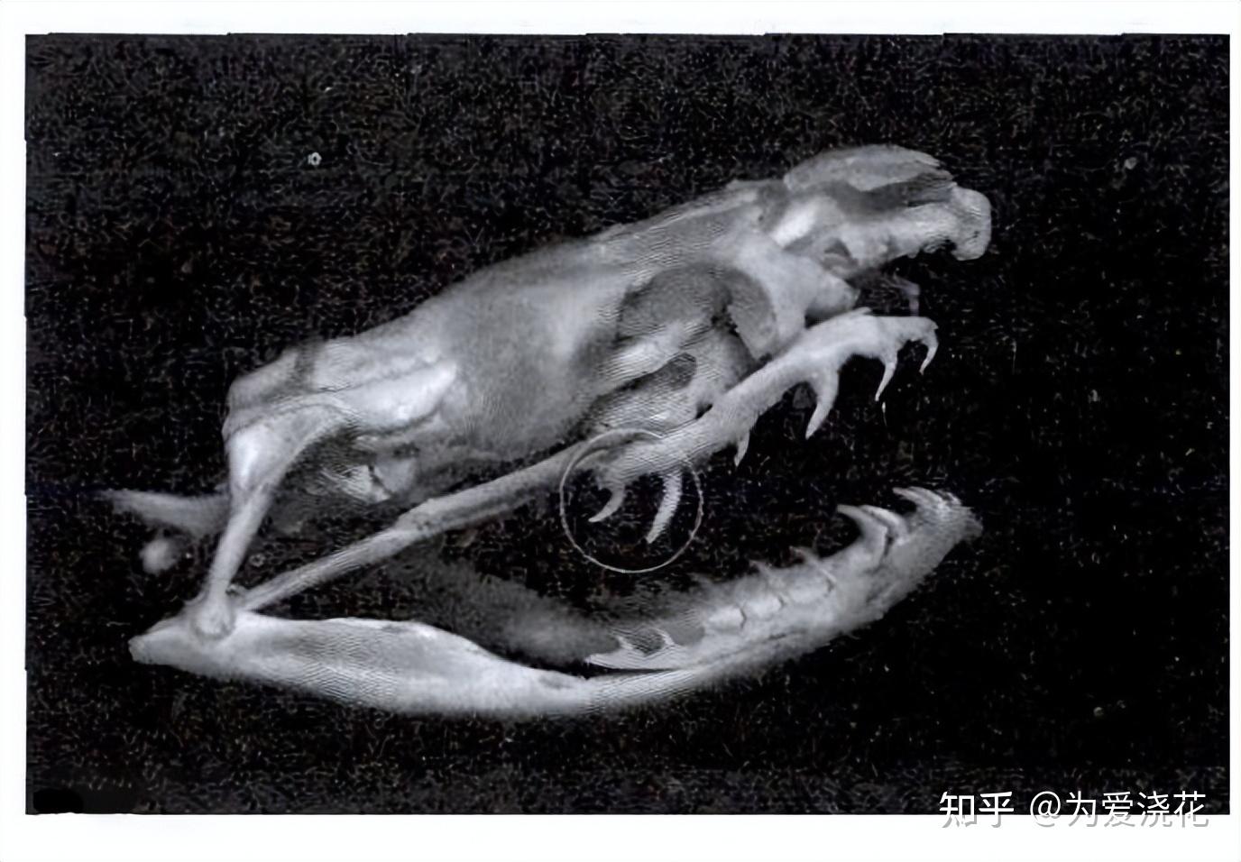 宠物头像插图_宠物图片小精灵图鉴