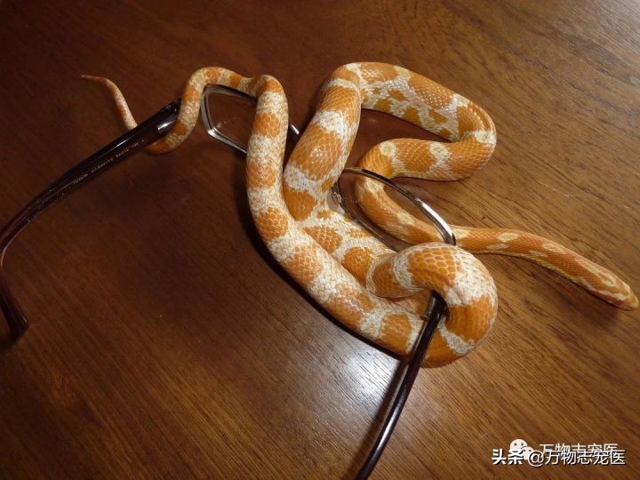 宠物狗狗图片品种大全小型_宠物图片猫