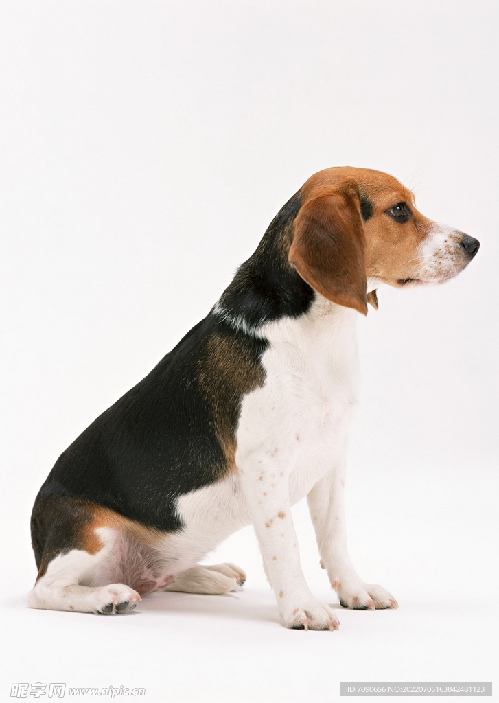 宠物蛇Puppy_宠物图片小精灵图鉴