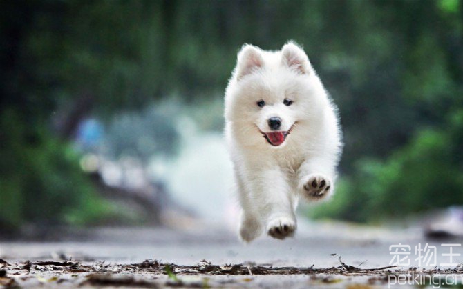 宠物狗的品种图片大全Puppies_宠物图片图片