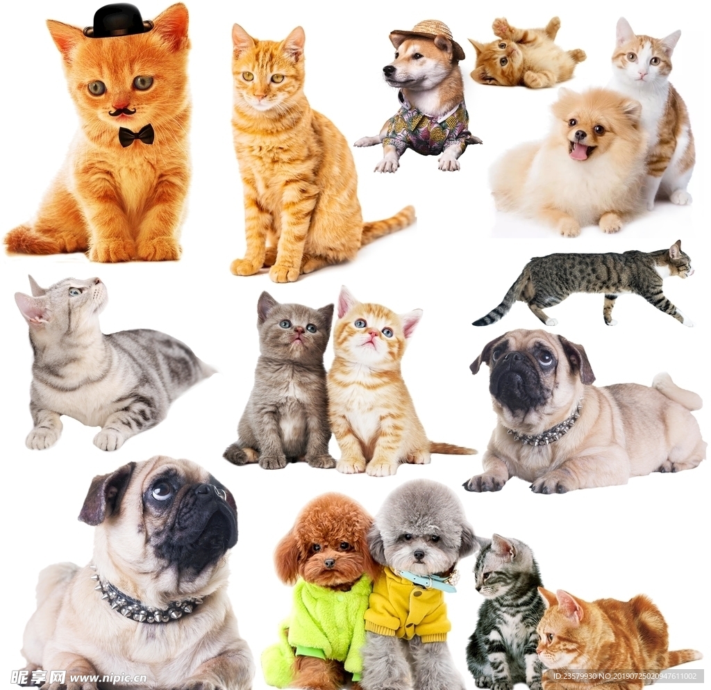 宠物小精灵图鉴Cute_宠物图片头像