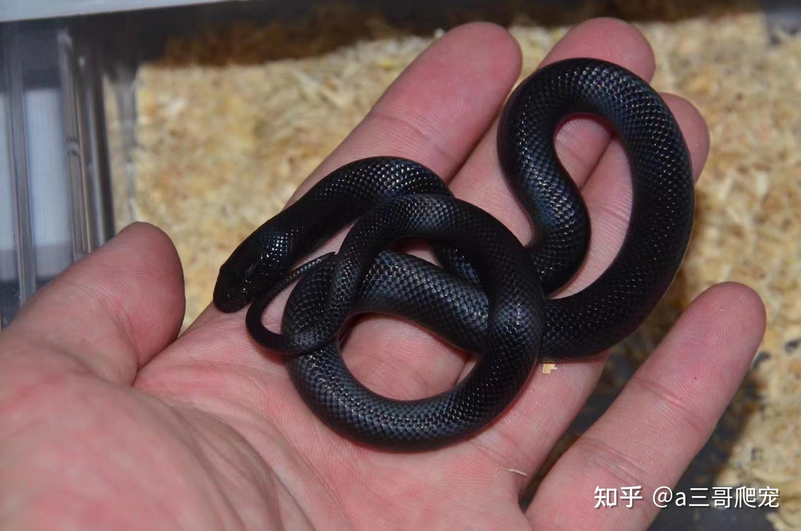 宠物图片可爱_宠物图片狗