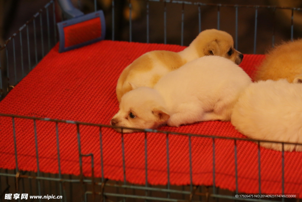 宠物猫Puppy_宠物图片照片