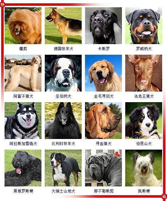 宠物小精灵背带_宠物图片狗