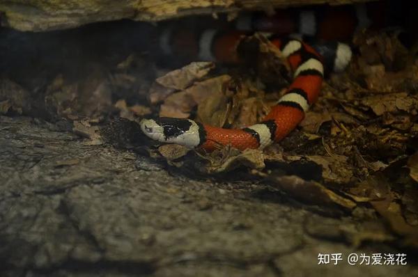 宠物小精灵图鉴猫咪图片_宠物图片狗的品种图片大全