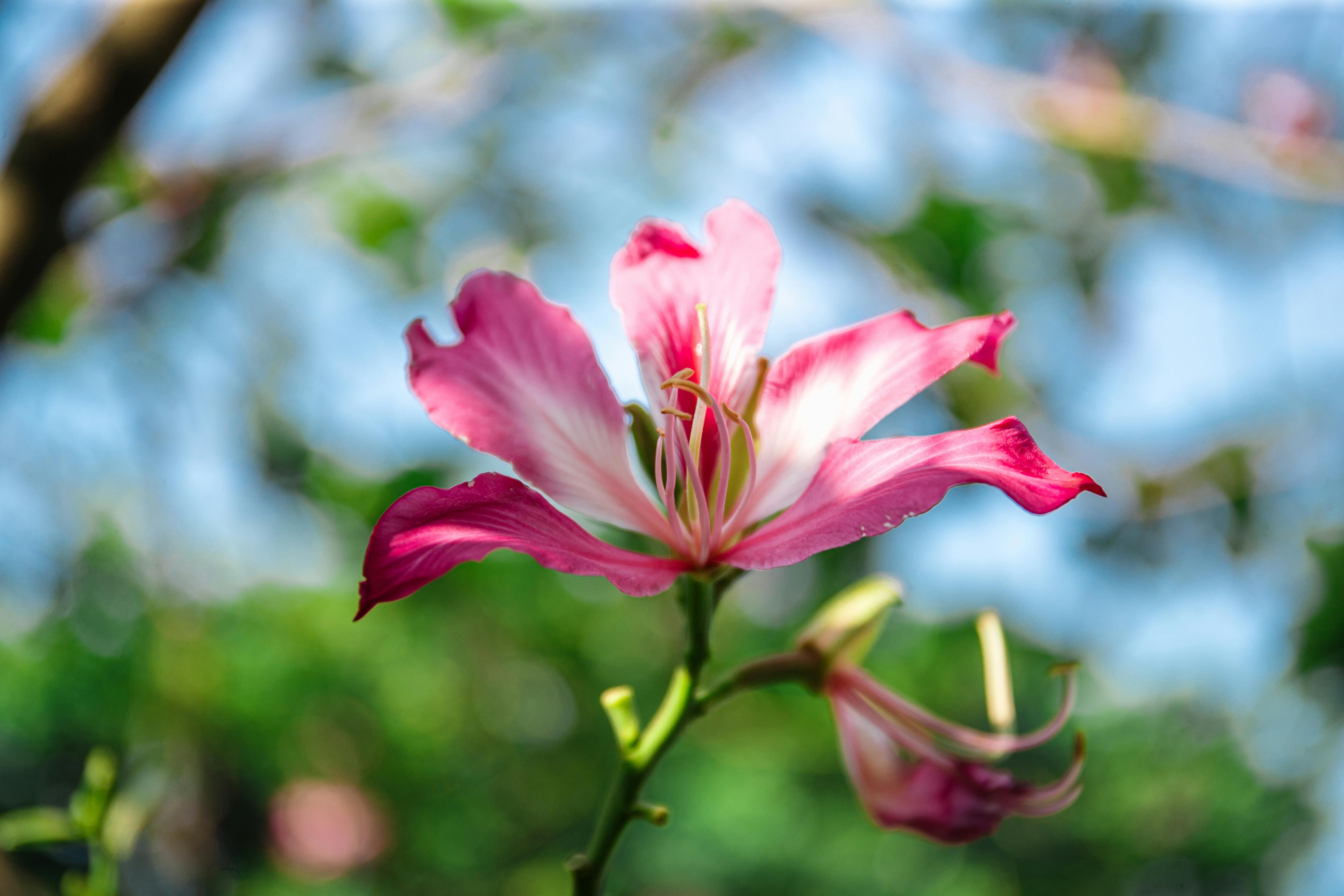 美景图片中国美景_花园里盛开的美丽粉红菊花