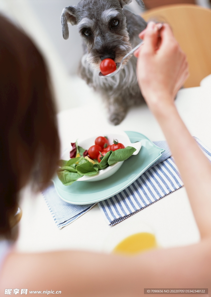 宠物猫三色洁齿零食_宠物图片头像