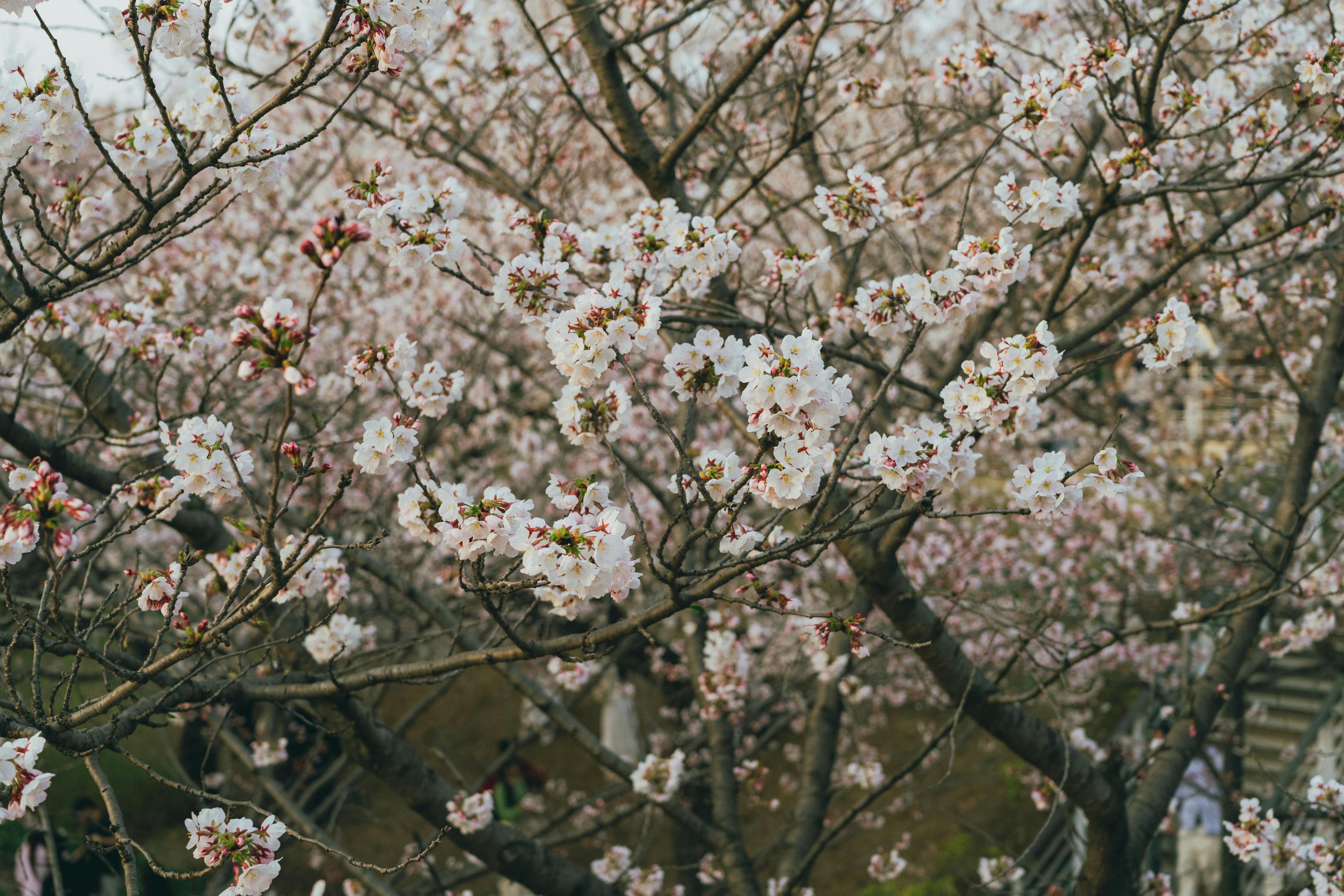 壁纸高清Wallpaper_首尔公园的樱花盛开的春日