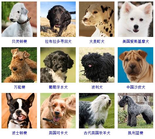 宠物头像猫头_宠物图片小精灵图鉴