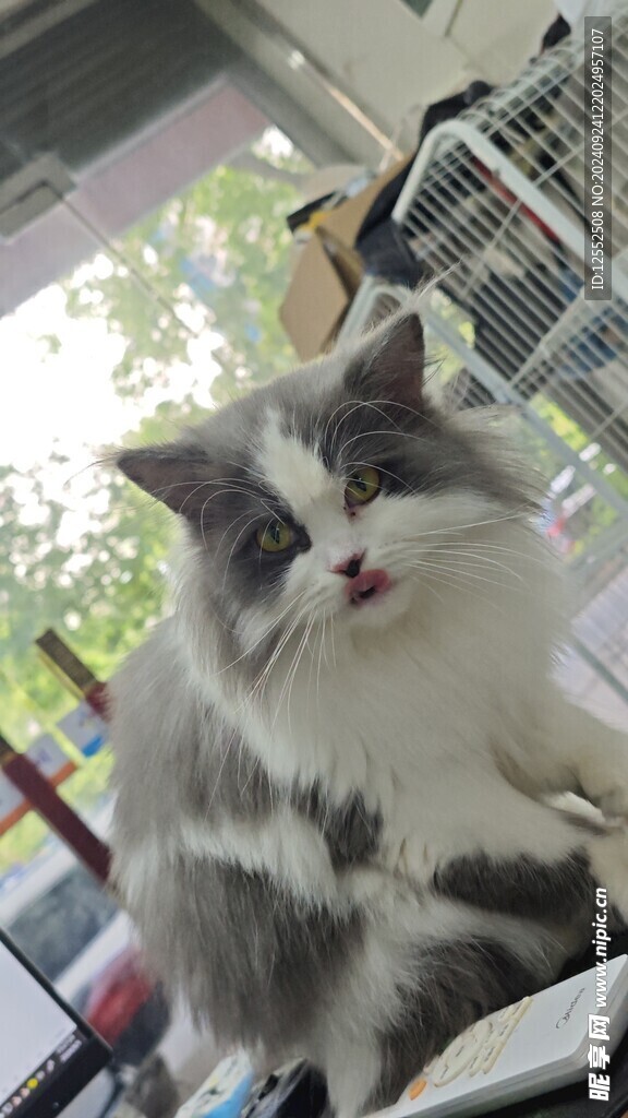 宠物狗的品种图片大全养荷兰猪_宠物图片小精灵