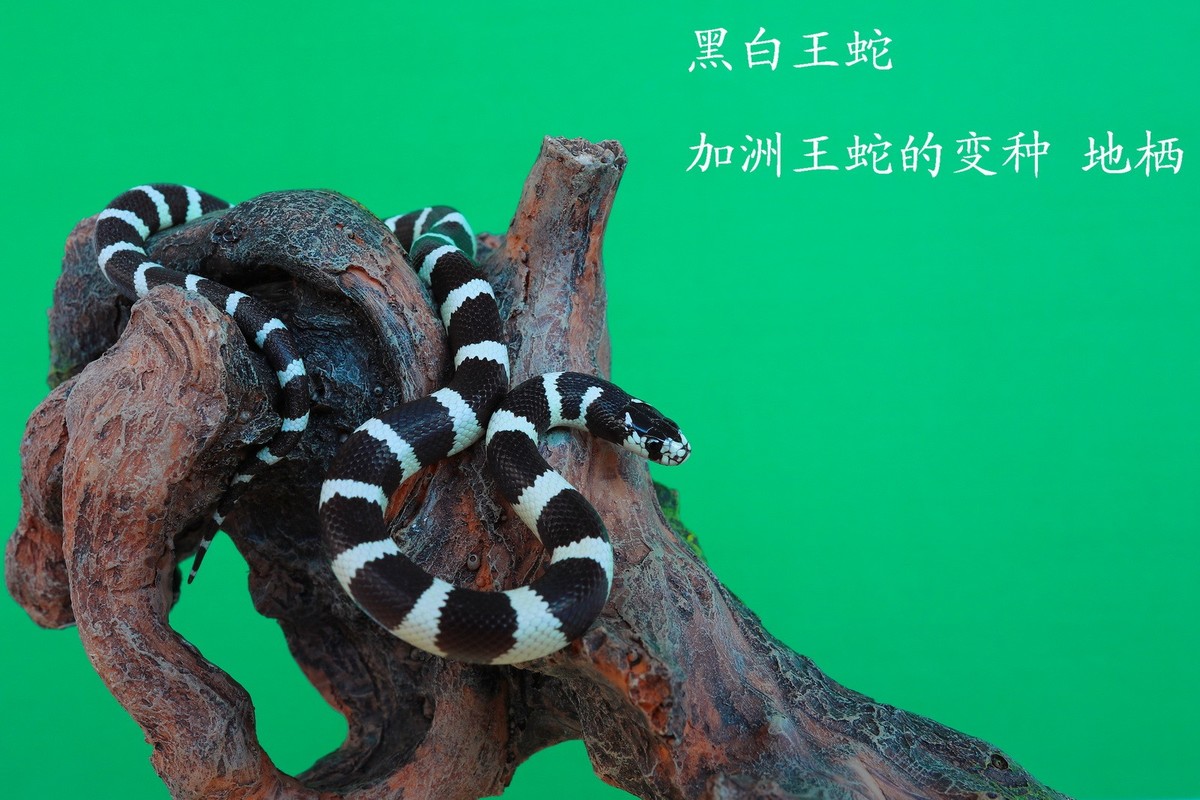 宠物小精灵金毛狗_宠物图片狗狗图片品种大全