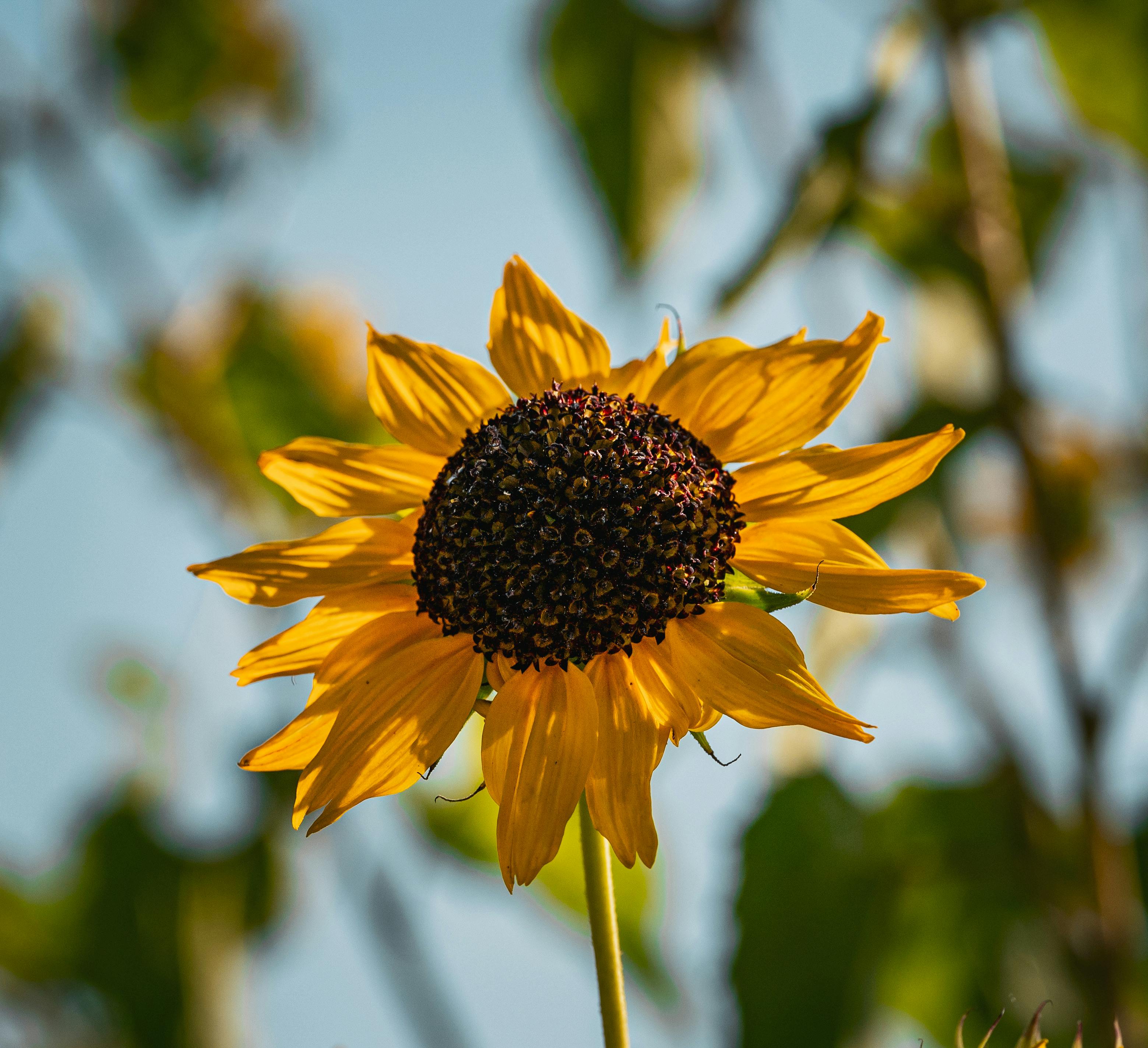 壁纸古风PixelsTalk.Net_向日葵照片🌻