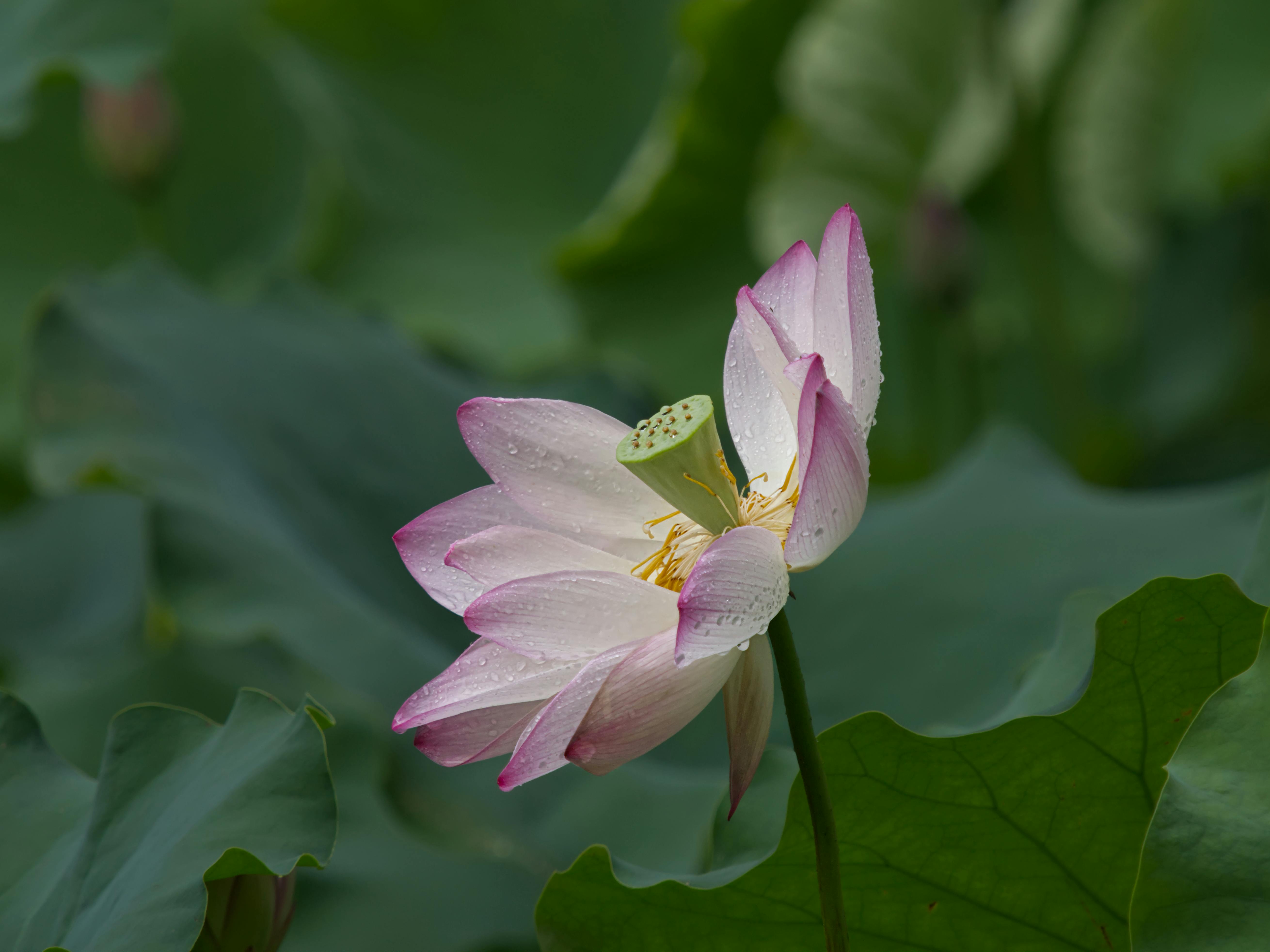 壁纸图片美女壁纸_自然环境中鲜艳的粉红莲花