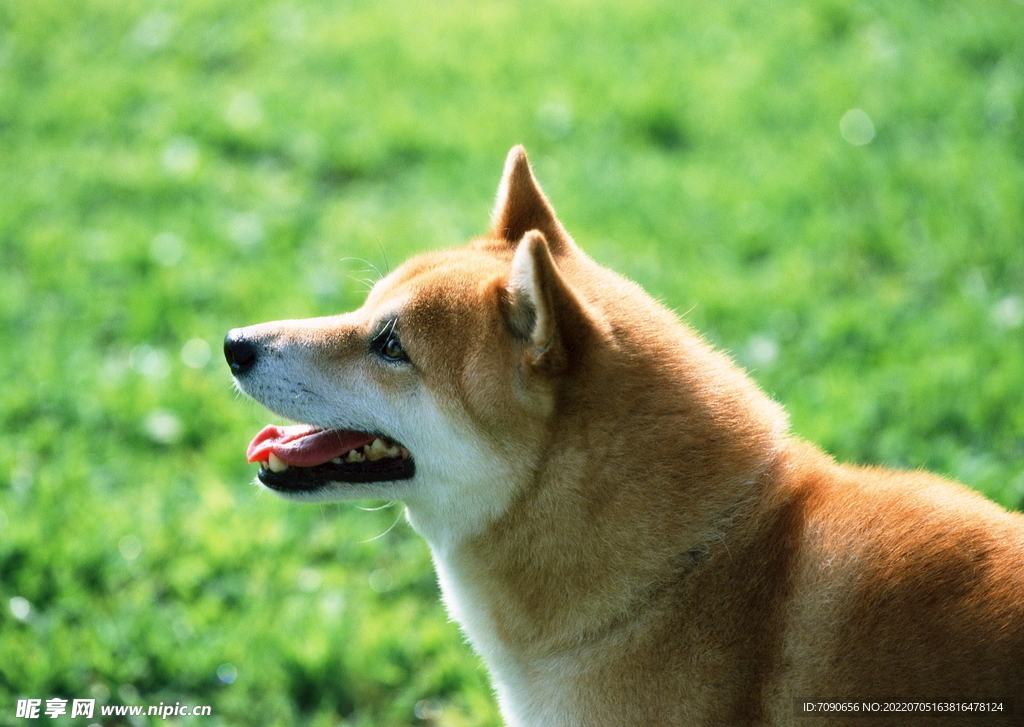 宠物小精灵图鉴马尔济斯犬_宠物图片图片
