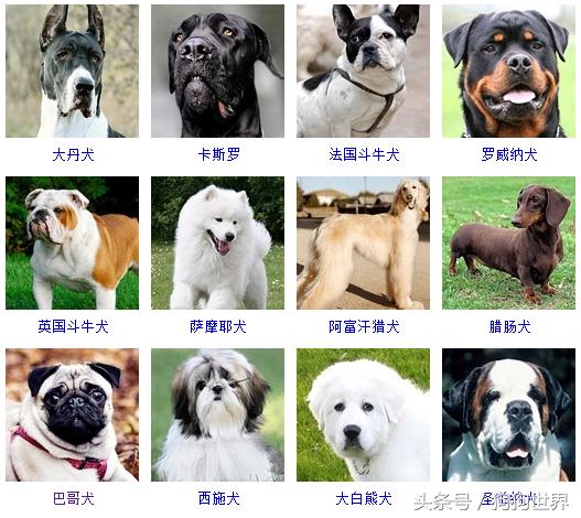 宠物小精灵图鉴1080P_宠物图片狗狗图片品种大全