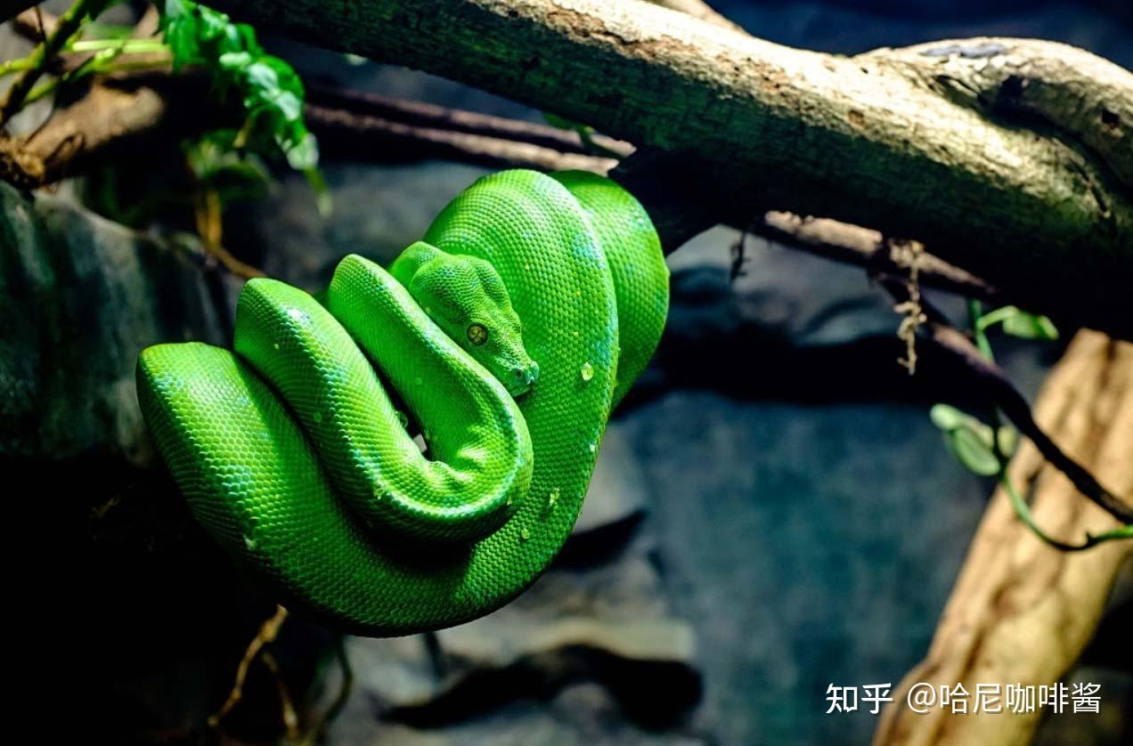 宠物狗的品种图片大全猫咪_宠物图片狗
