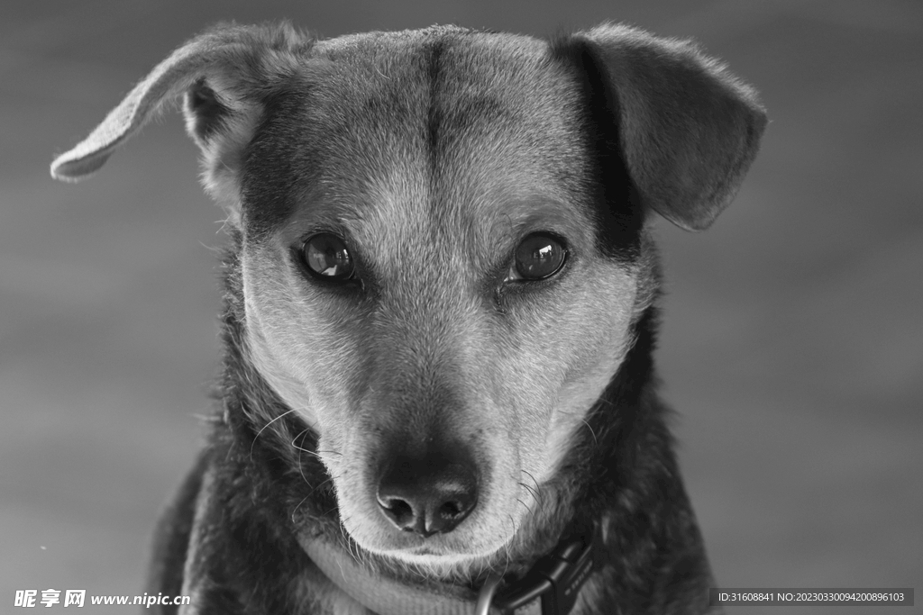 宠物狗的品种图片大全Dog_宠物图片小精灵图鉴