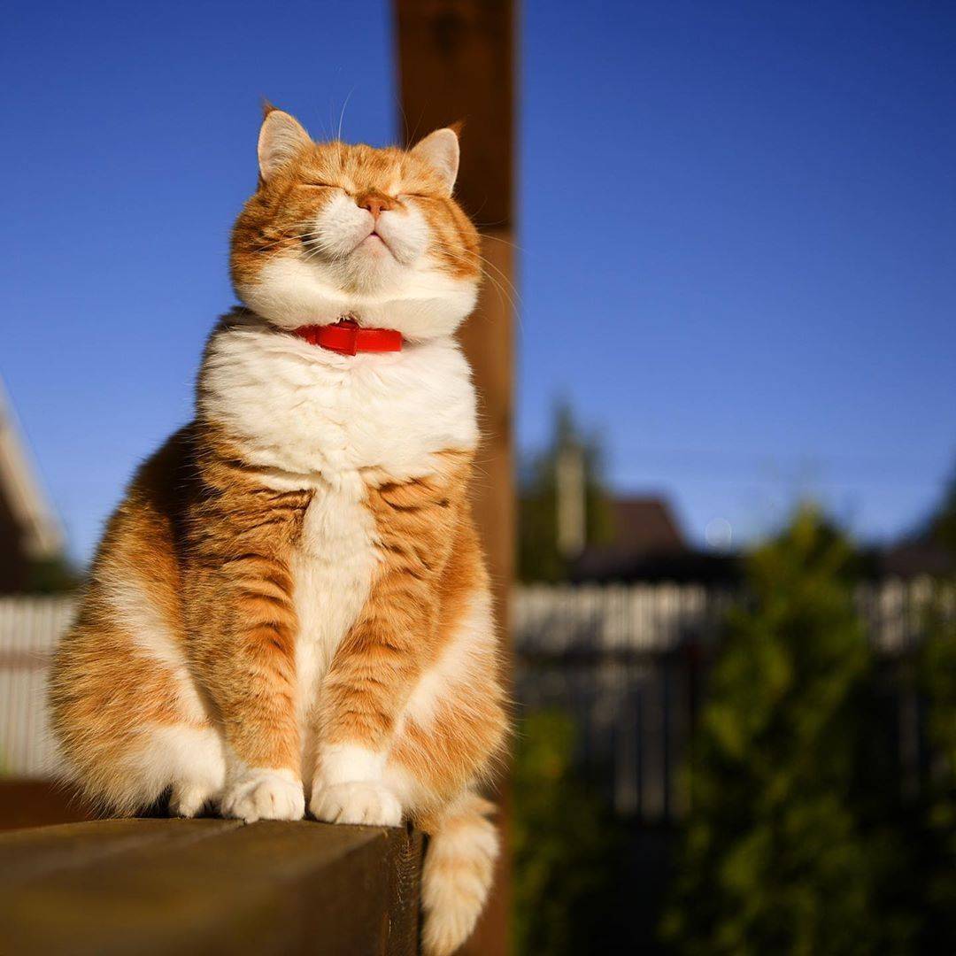 宠物猫Perros_宠物图片照片