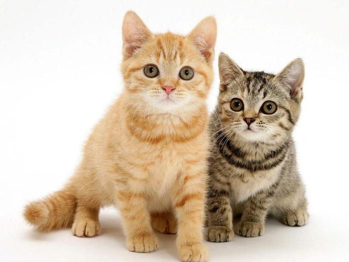 宠物图片萌猫_宠物图片狗