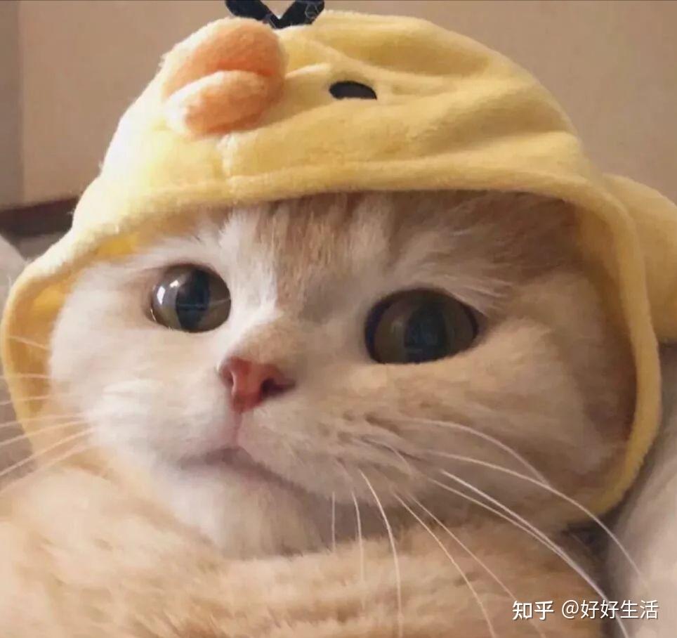 宠物小精灵图鉴Happy_宠物图片狗狗图片品种大全