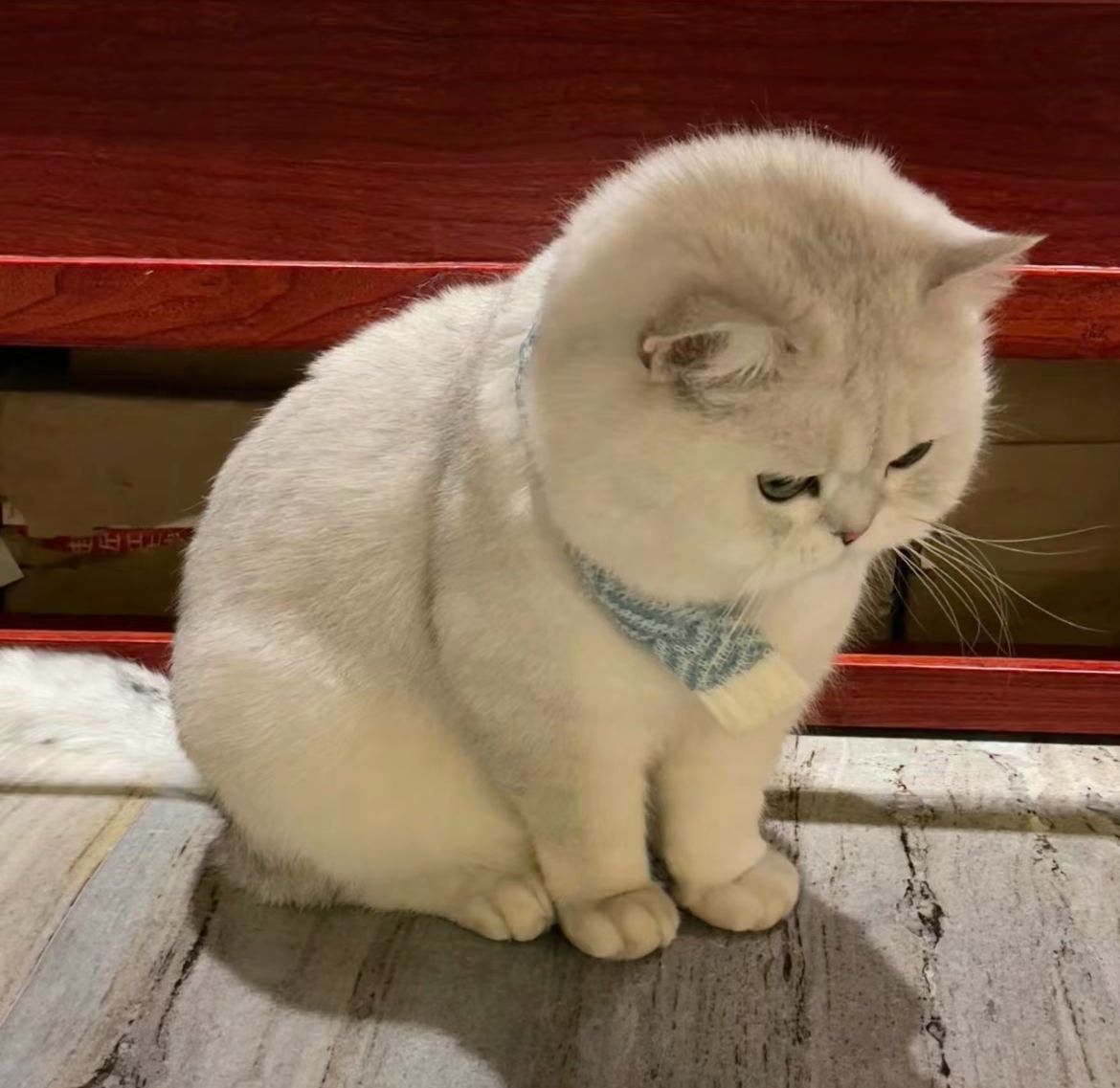 宠物狗狗图片品种大全猫猫_宠物图片照片