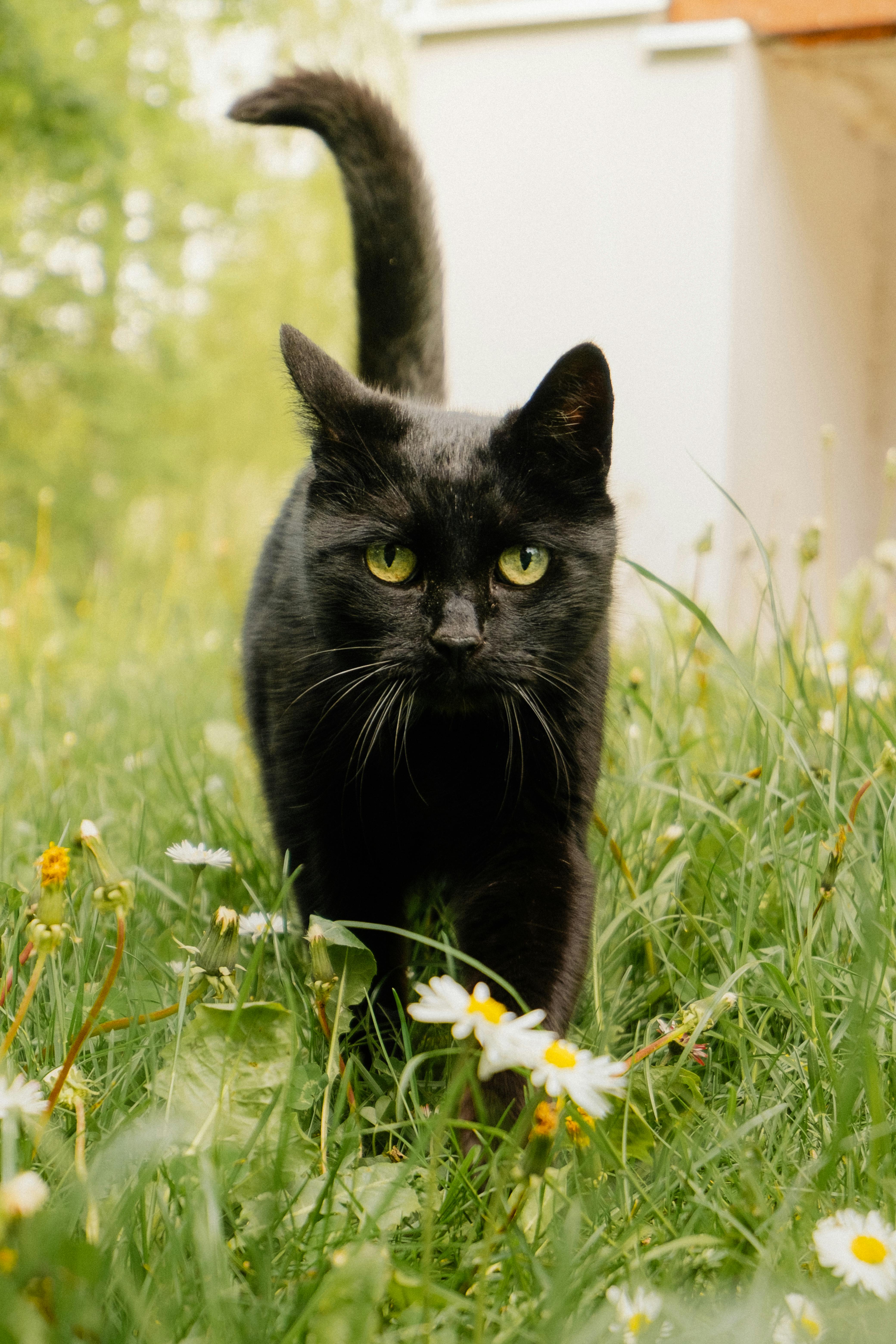 美景图片新的世界(风景静态壁纸)_雄伟的黑猫在草地上漫步