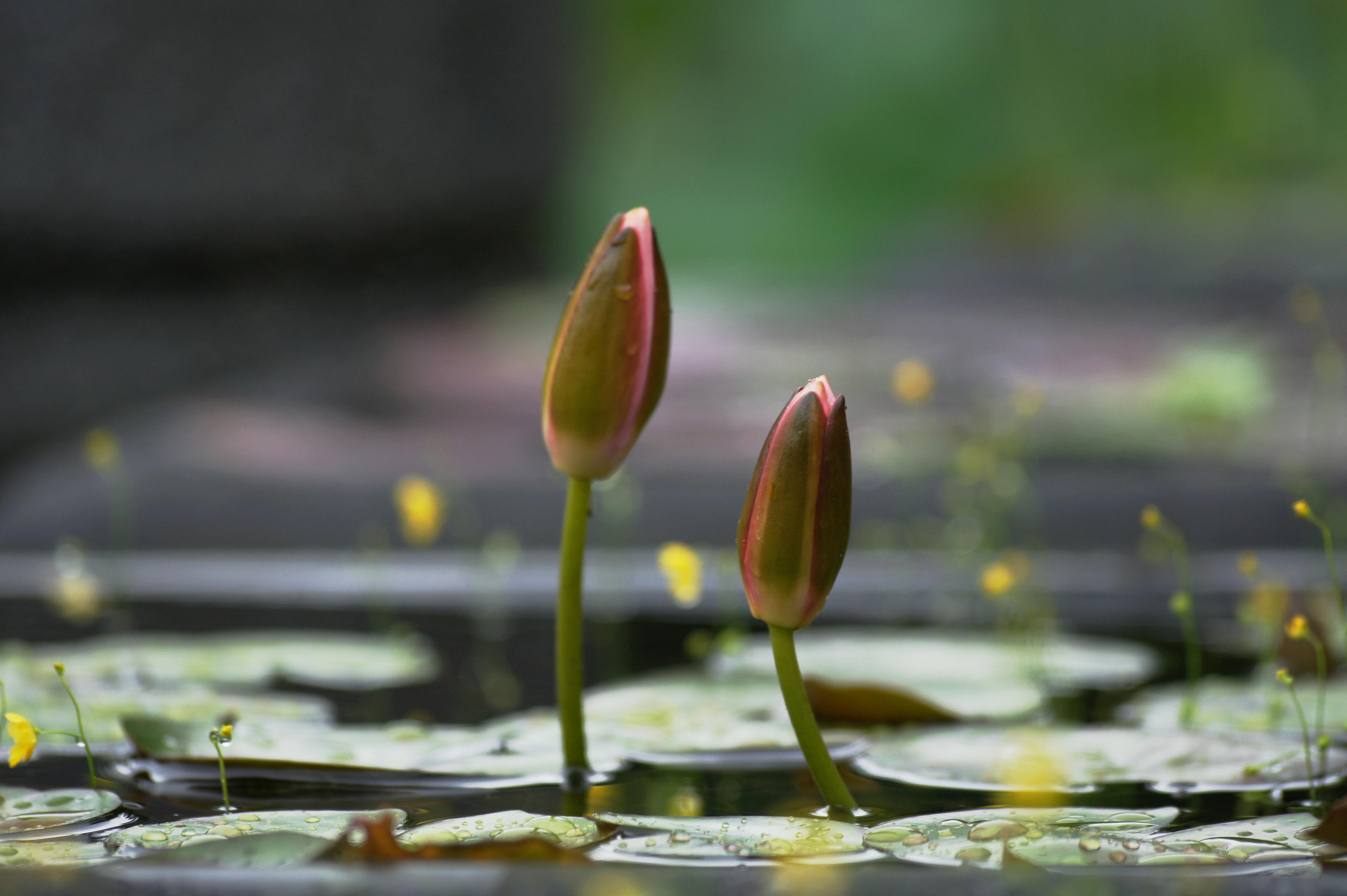 美景图片西湖_荷花公园生态美丽
