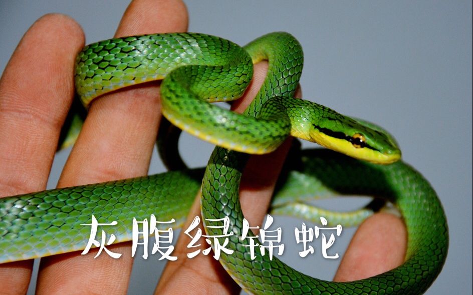 宠物狗的品种图片大全全部_宠物图片猫
