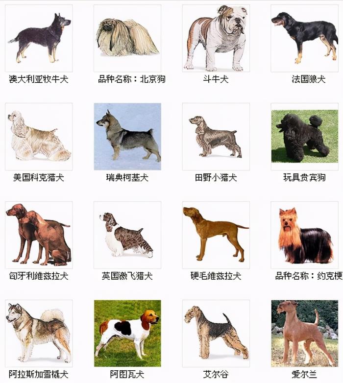宠物头像照片_宠物图片狗