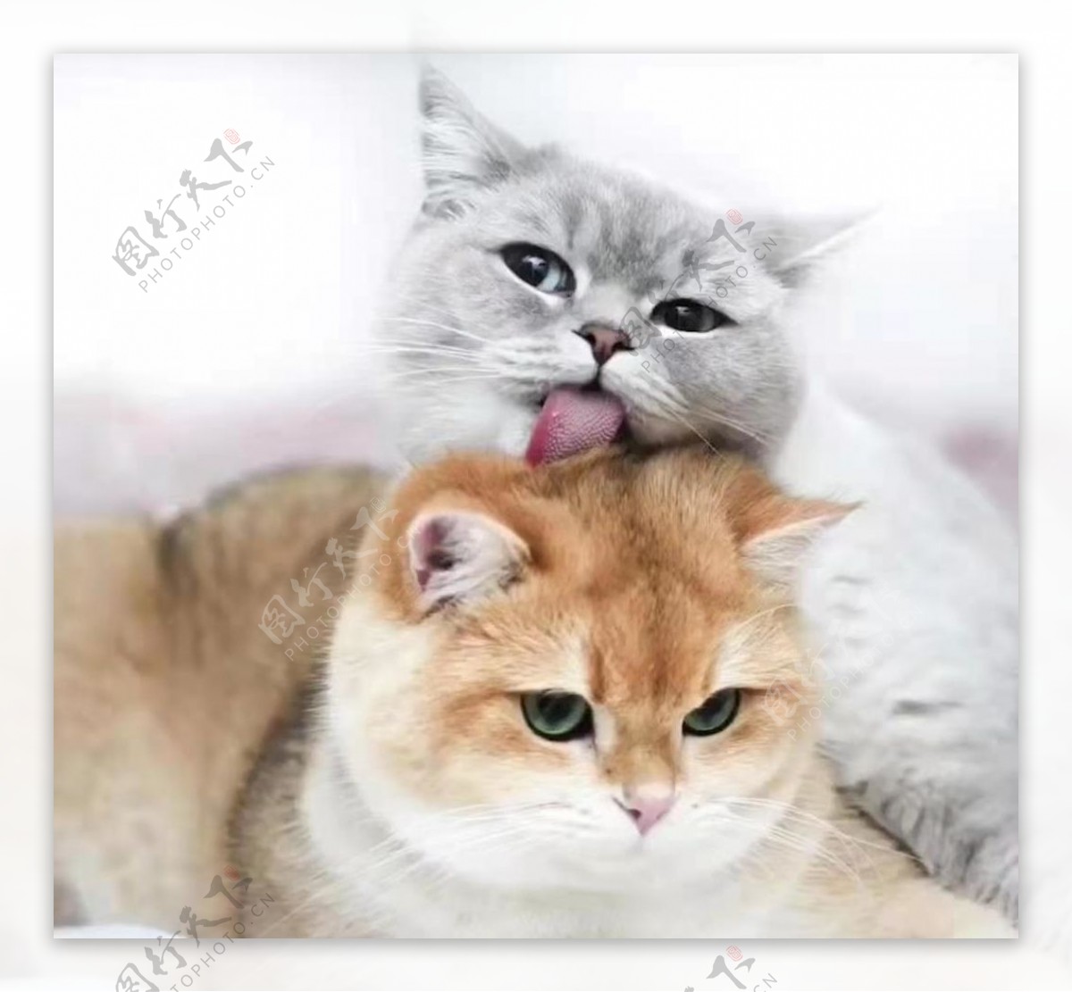 宠物猫AR_宠物图片狗狗图片品种大全