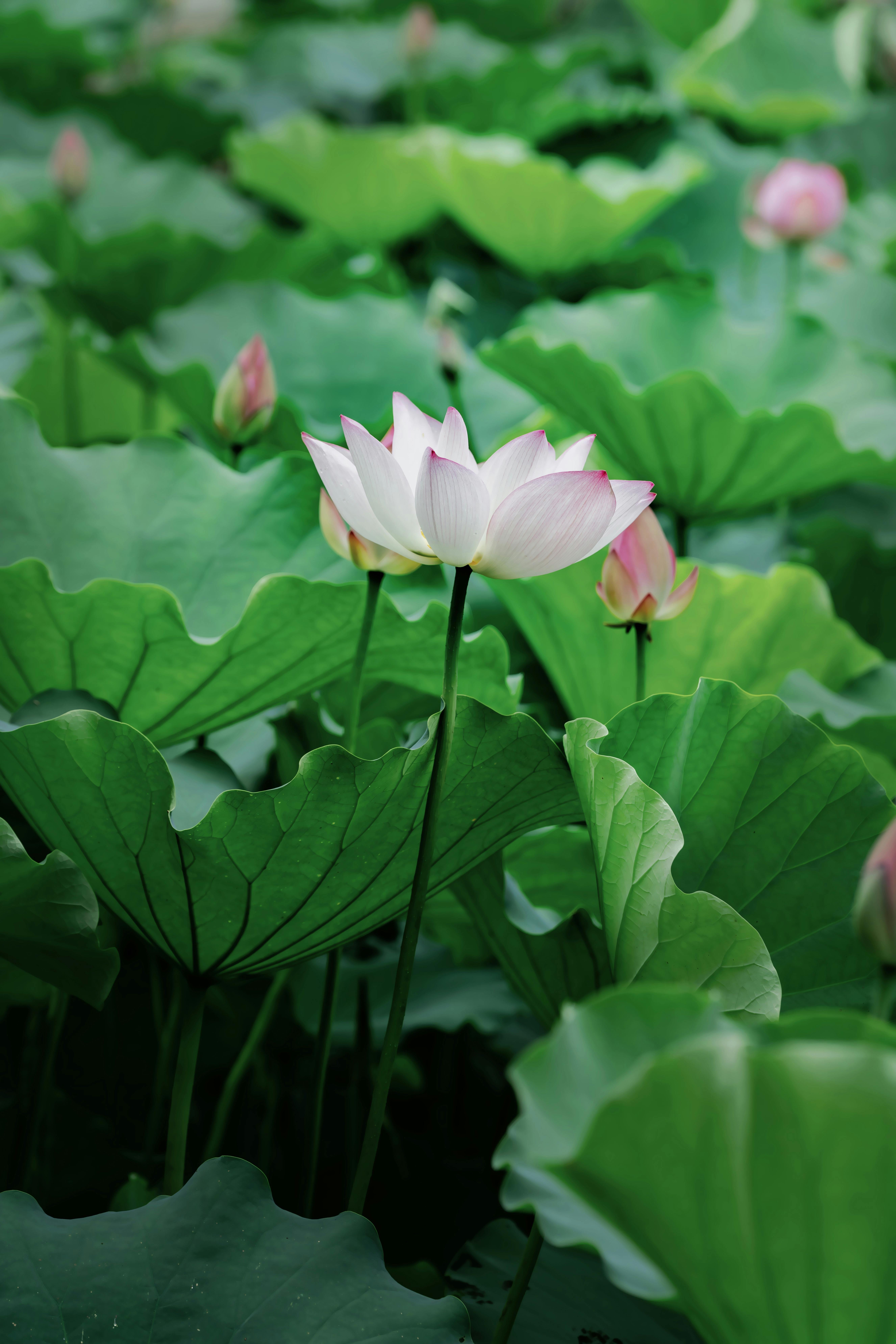 美景图片青海_充满活力的马赛克拱门，图案华丽