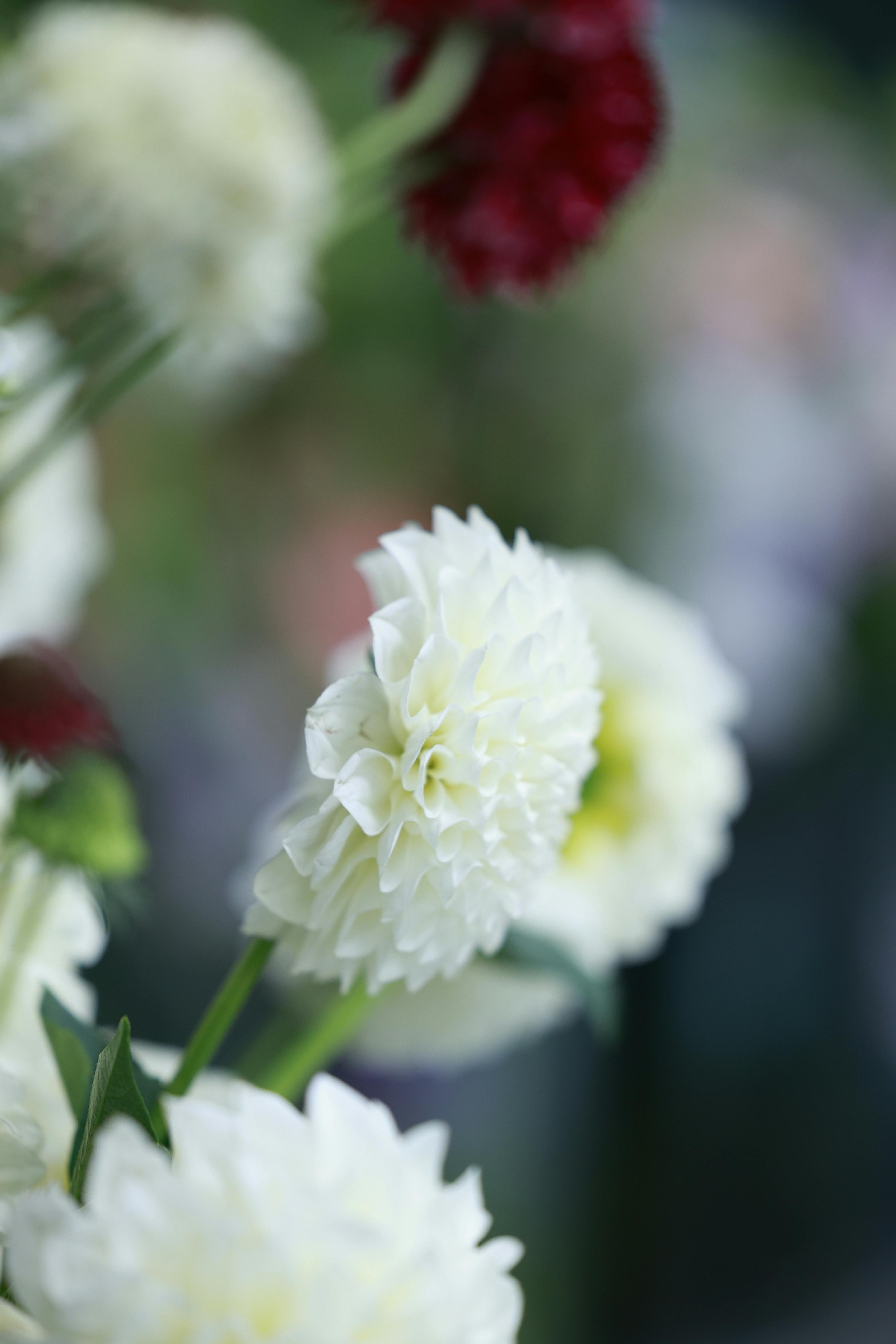美景图片Image_鲜艳的红色Scabiosa花的特写