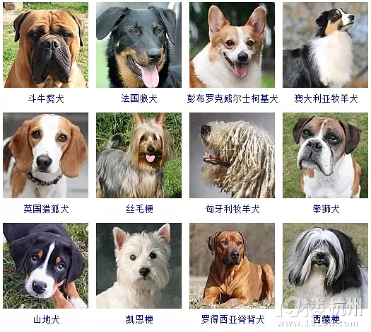 宠物头像Doctor_宠物图片蛇