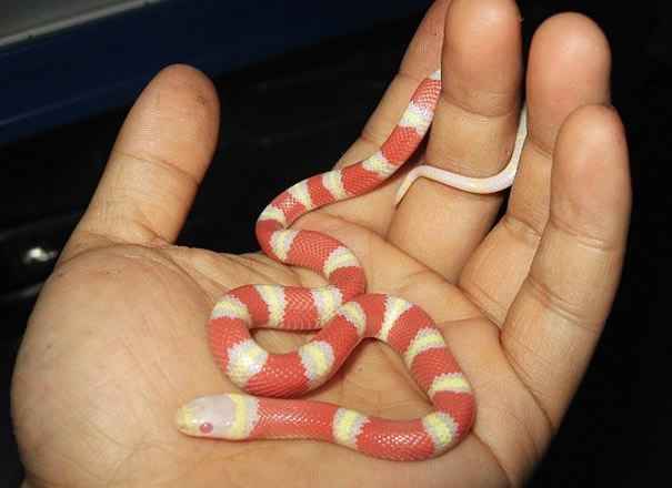 宠物小精灵Kuromi_宠物图片猫